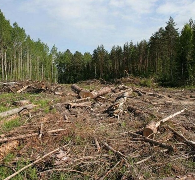 Растения способны предупреждать друг друга об опасности